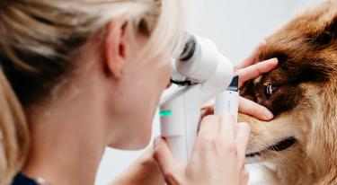 Ophtalmologie vétérinaire