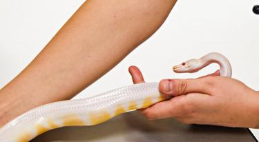 Examens et soins spécifiques des reptiles
