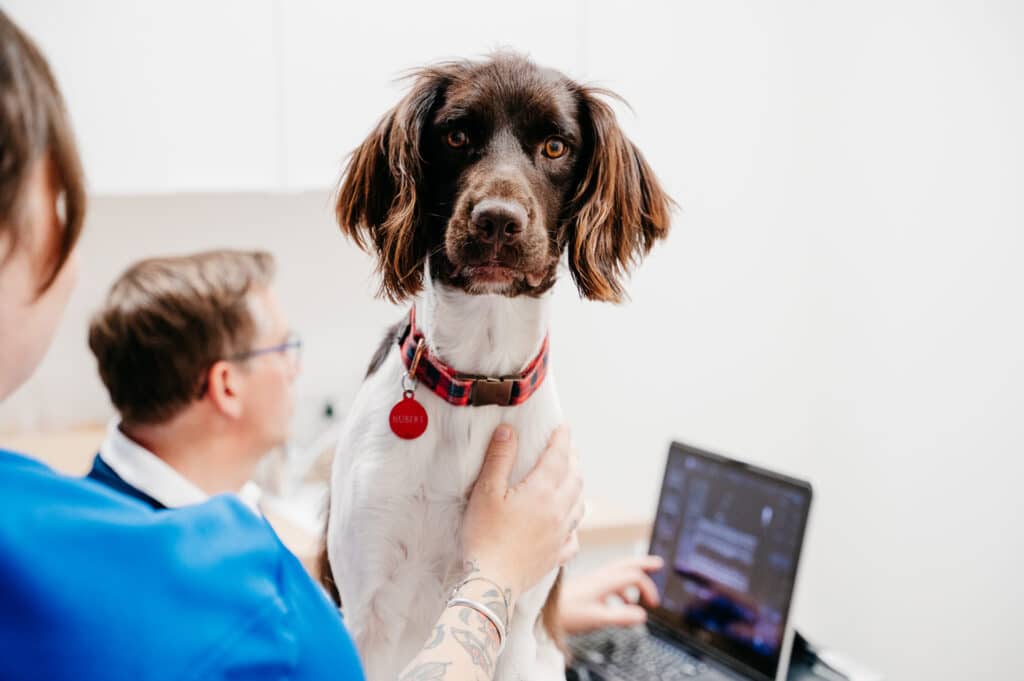 Agoravet Clinique vétérinaire référé à Strasbourg