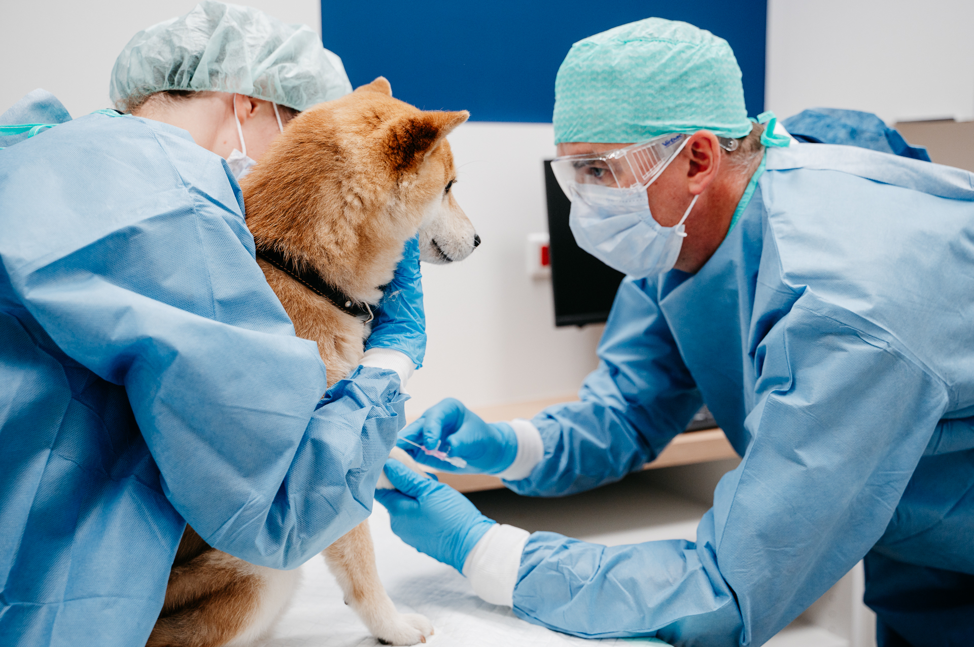 【裁断済み】VETERINARY ONCOLOGY No.43 44 46 47 Tumor and cancer surgery at Clinique Agoravet