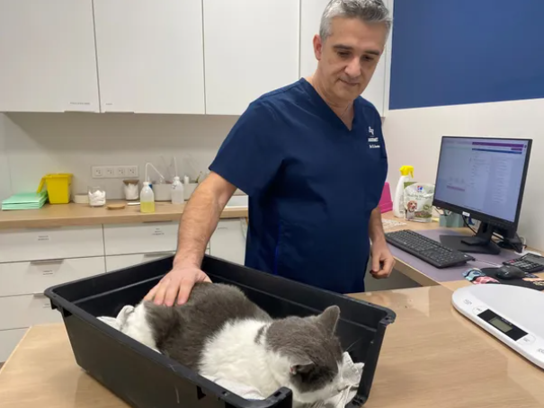 Vétérinaire caresse chat dans caisse noire.