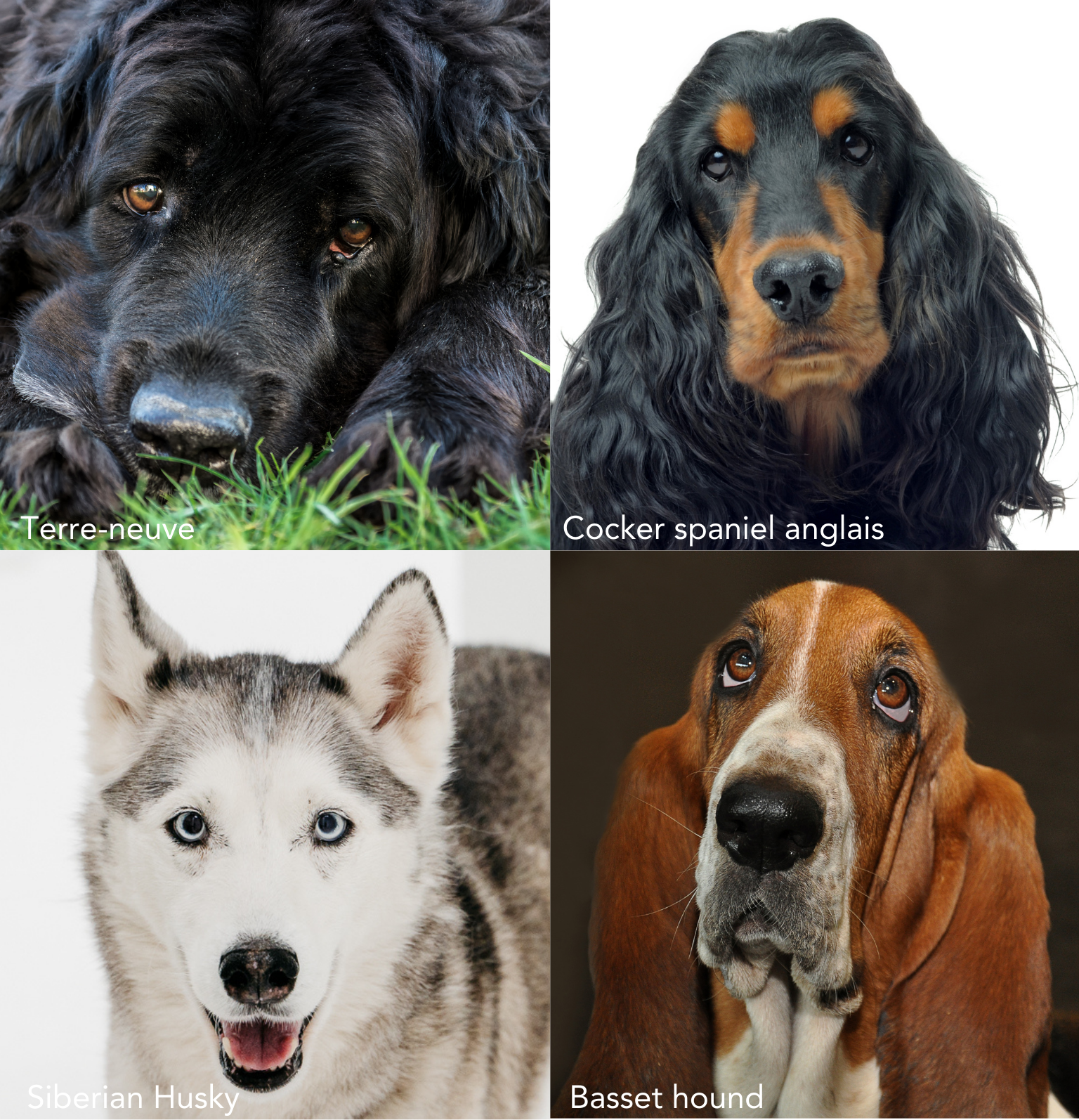 Terre-neuve, siberian husky, cocker spaniel anglais, basset hound, races canines prédisposées au glaucome primaire.