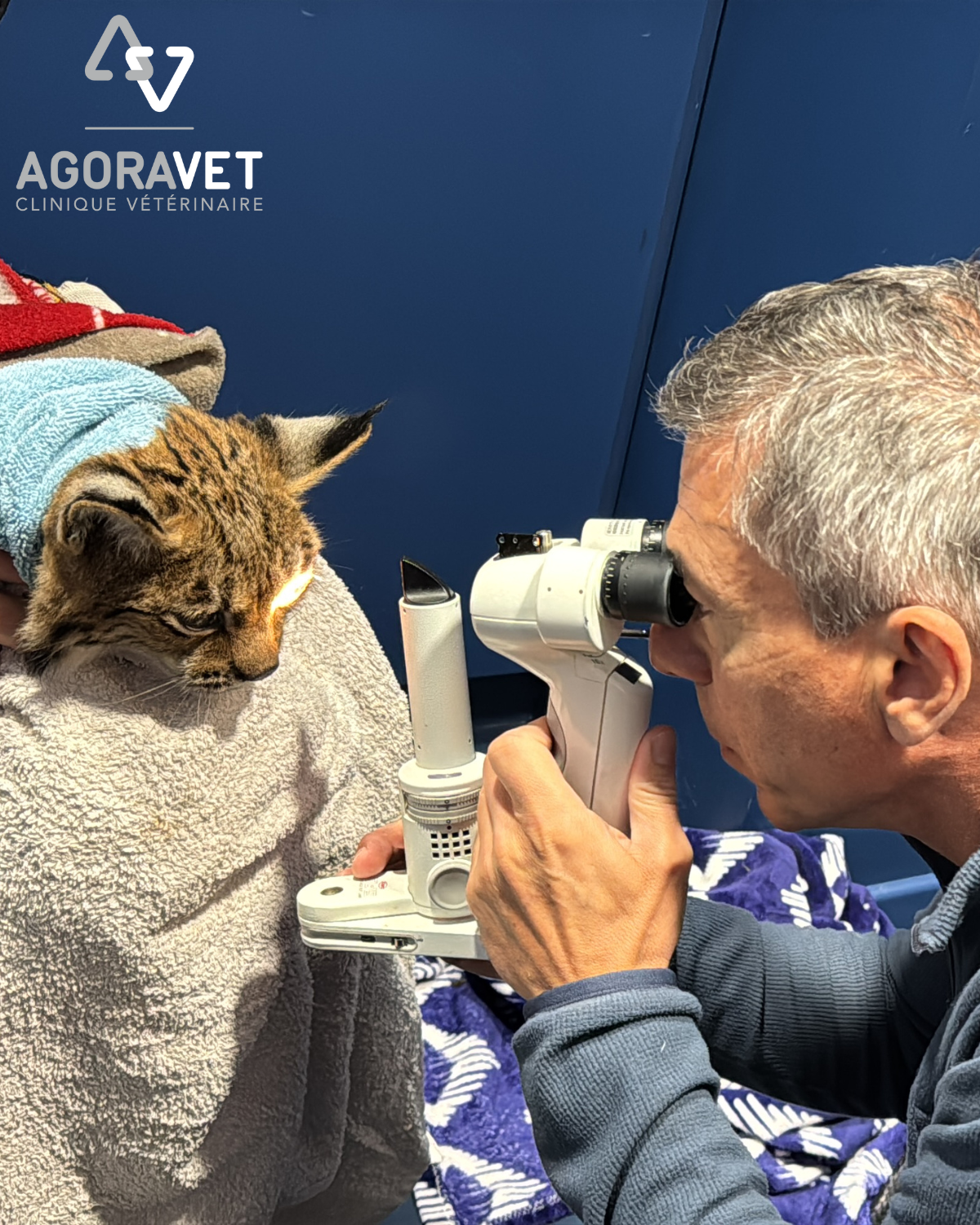 vétérinaire ophtalmologue à Strasbourg avec un lynx