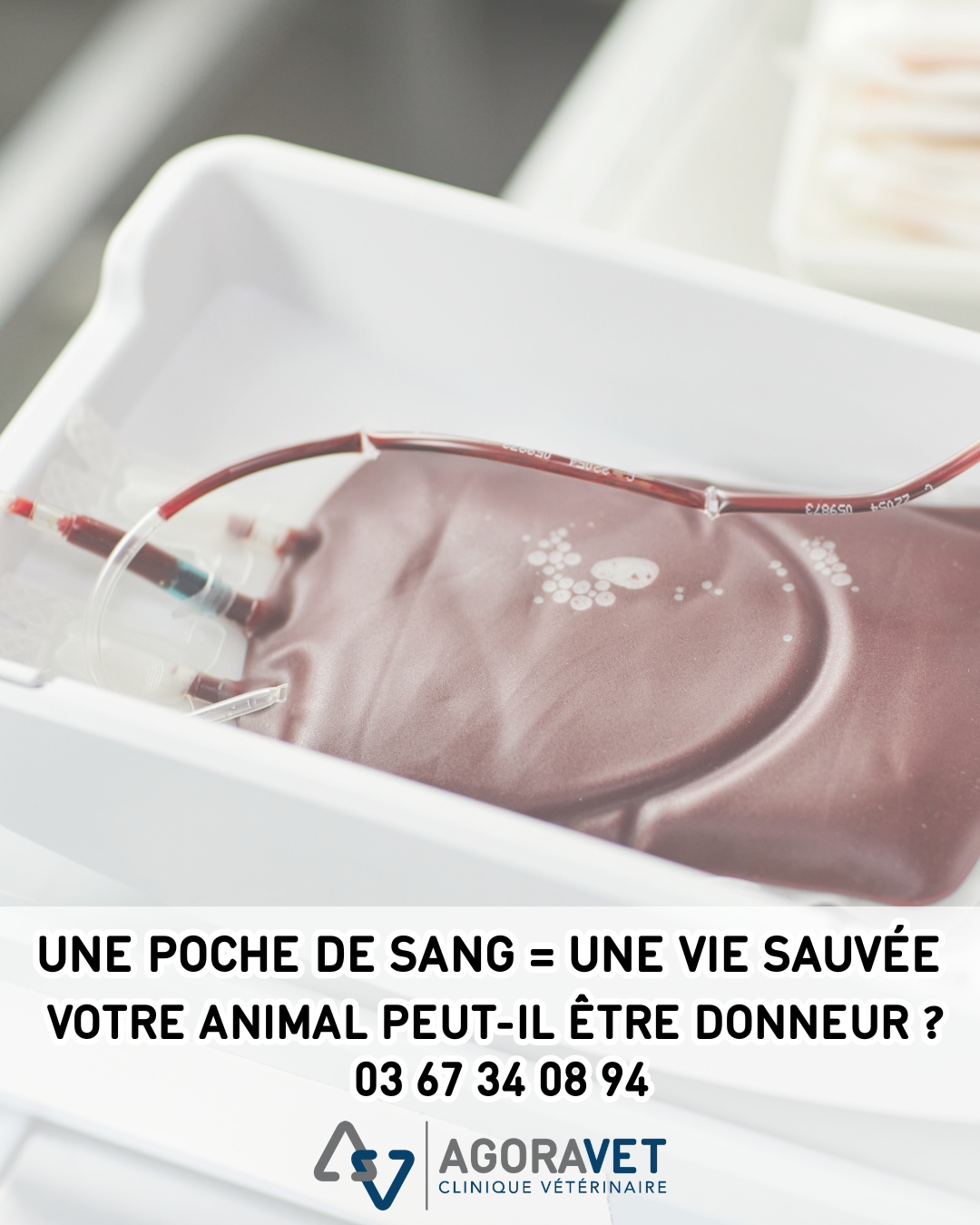 banque de sang vétérinaire alsace