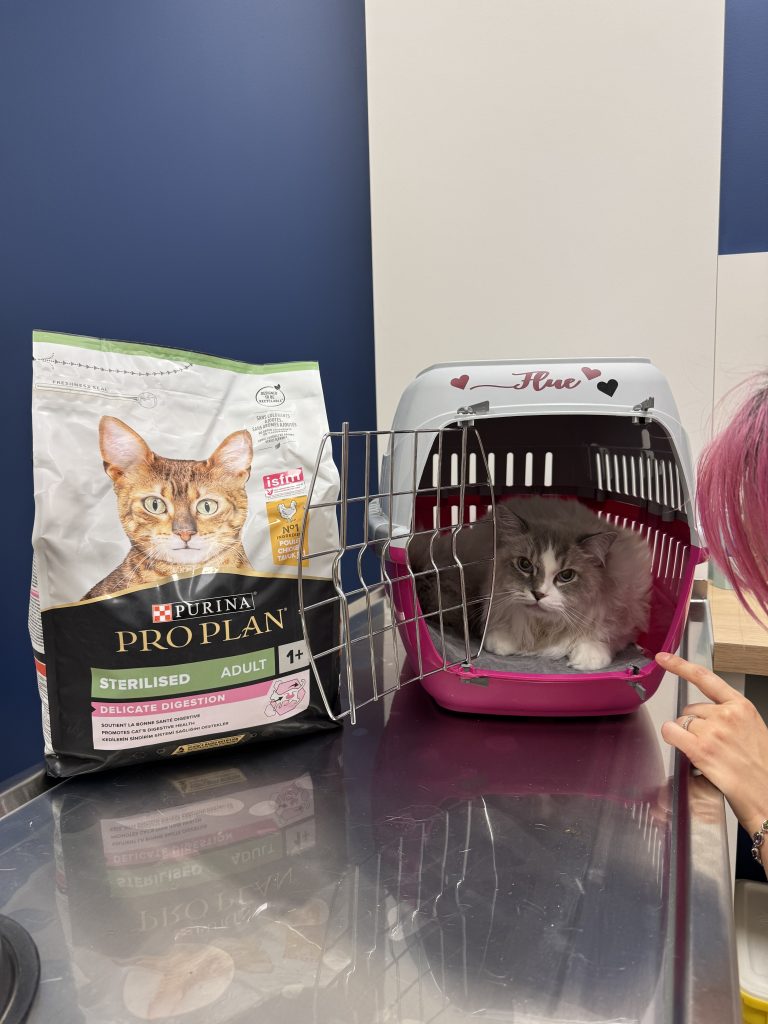 chat don du sang vétérinaire strasbourg