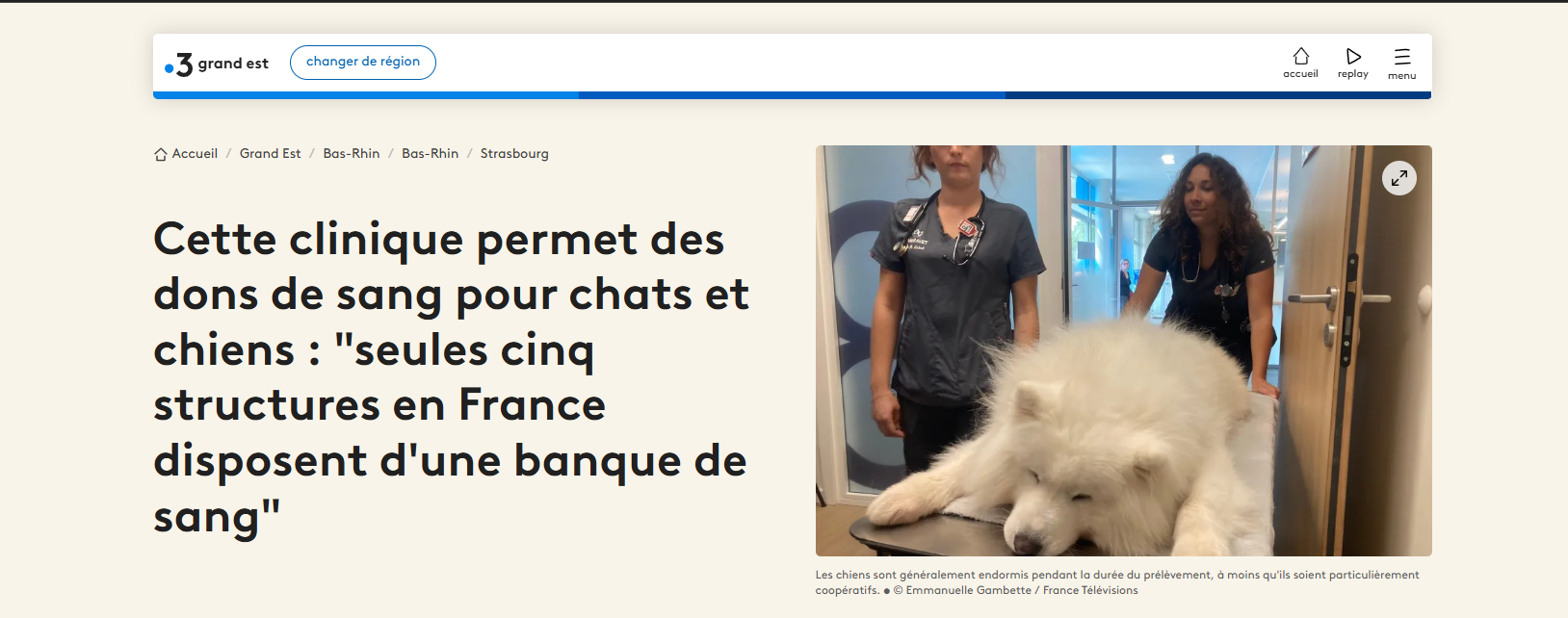 don du sang vétérinaire chien alsace agoravet